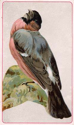 Bullfinch, Hector Giacomelli