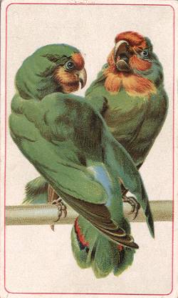 Parrots