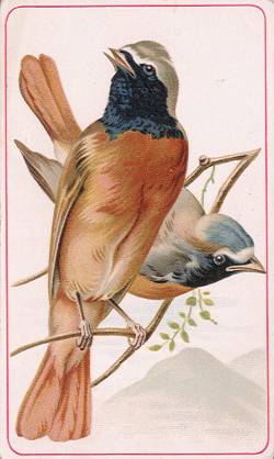 Redstarts