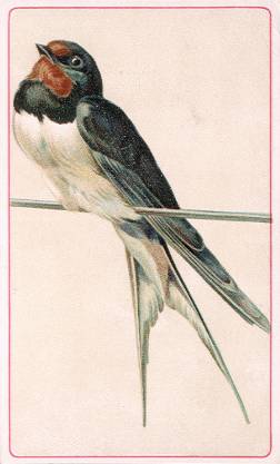 Swallow