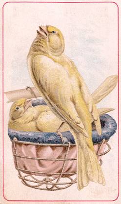 Canaries