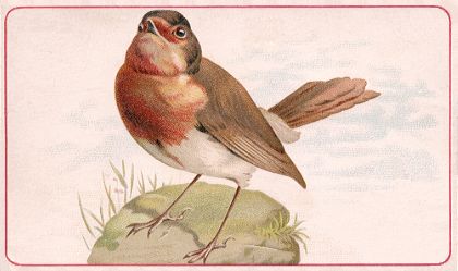 European Robin