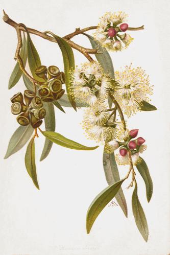 Eucalyptus umbellata