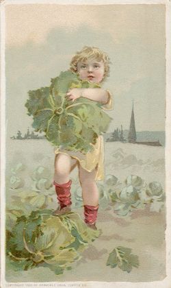 Cabbage