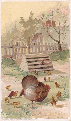 Chicken