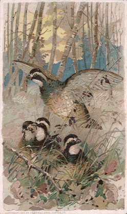 Quail