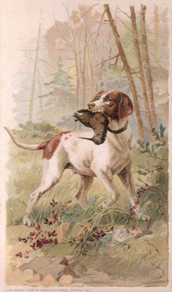Hunting Dog with Woodcock