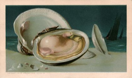 Clams