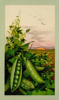 Pea pods