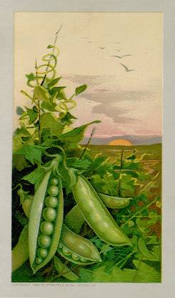 Pea pods