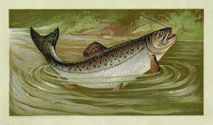 Salmon