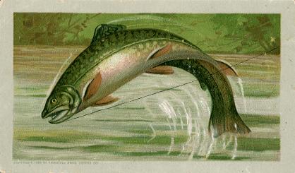 Trout