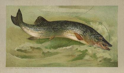 Pickerel