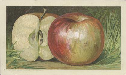 Apples