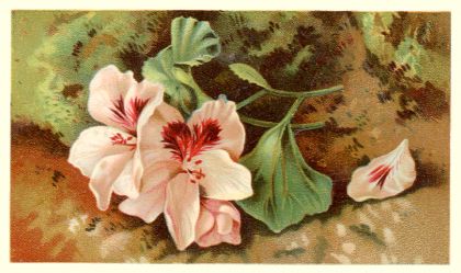 Arbuckle - pale pink flowers