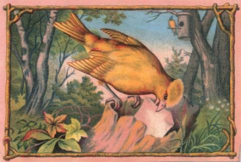 Vesta Laundry Soap card