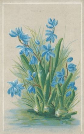 Vesta Laundry Soap card