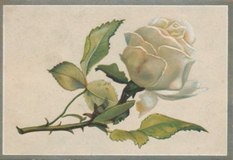 Vesta Laundry Soap card