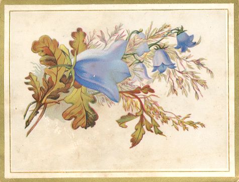 Vesta Laundry Soap card
