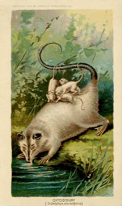 Opossum
