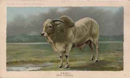 Zebu