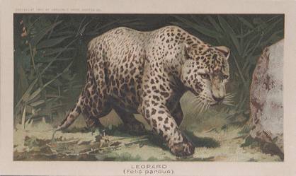 Leopard