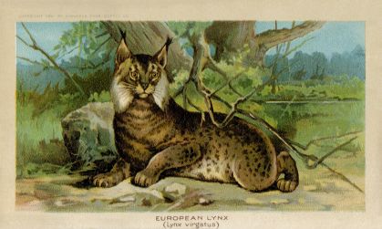 European Lynx