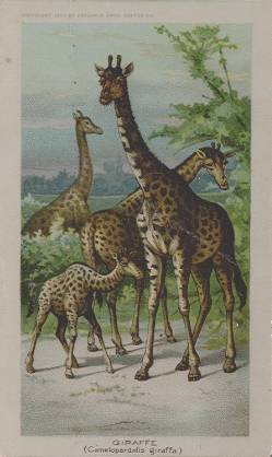 Giraffe