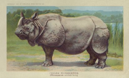 Indian Rhinoceros