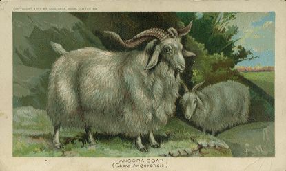 Angora Goat