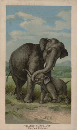 Asiatic Elephant