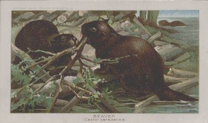 Beaver