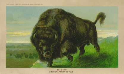 Bison