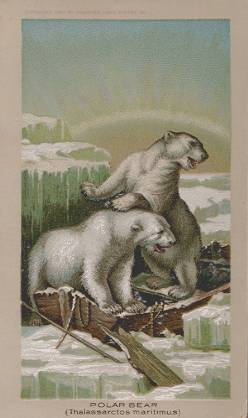 Polar Bear