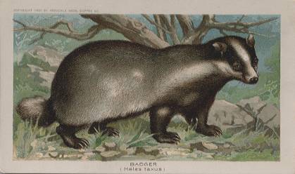 Badger