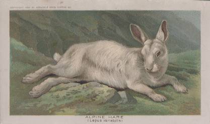 Alpine Hare