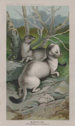 Ermine