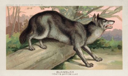 Buansuah