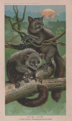 Aye-Aye
