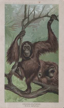 Orang-Outang