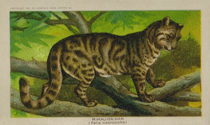 Rimau-Da-Han