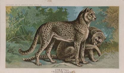 Cheetah
