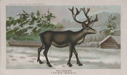 Reindeer