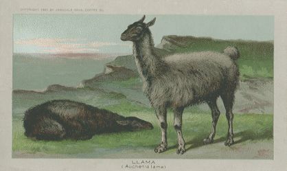 Llama