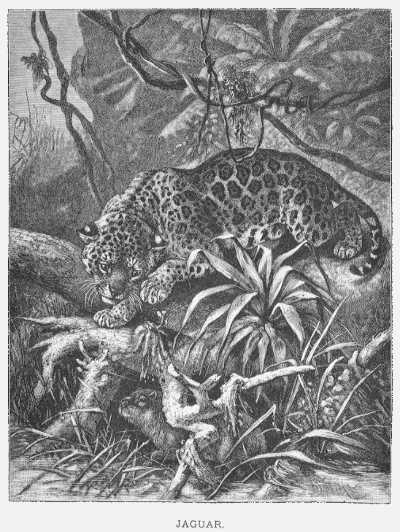Specht - Jaguar