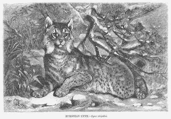 Specht - European Lynx