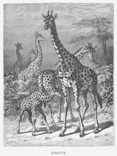 Specht - Giraffe