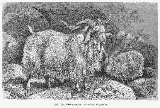 Specht - Angora Goat