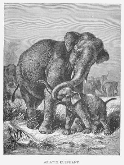 Specht - Asiatic Elephant