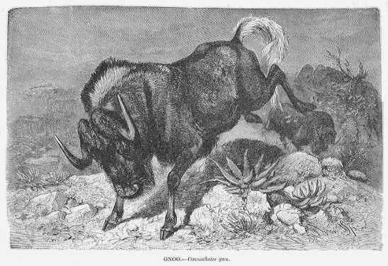 Specht - Gnu / Gnoo